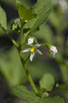 Black nightshade